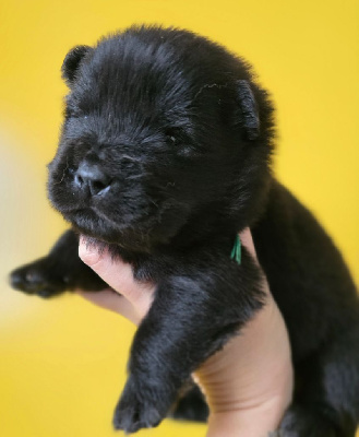 Les chiots de Chow Chow
