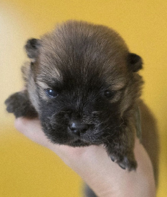 Les chiots de Chow Chow