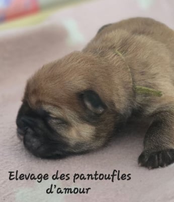 Les chiots de Chow Chow