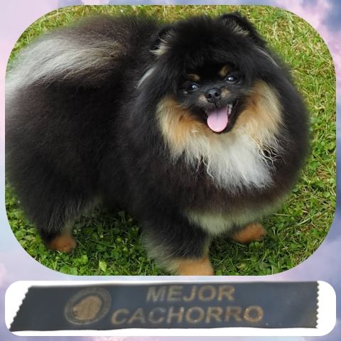 Pyrenees Pom's Rosalie petit biscuit - TP - BEST BABY