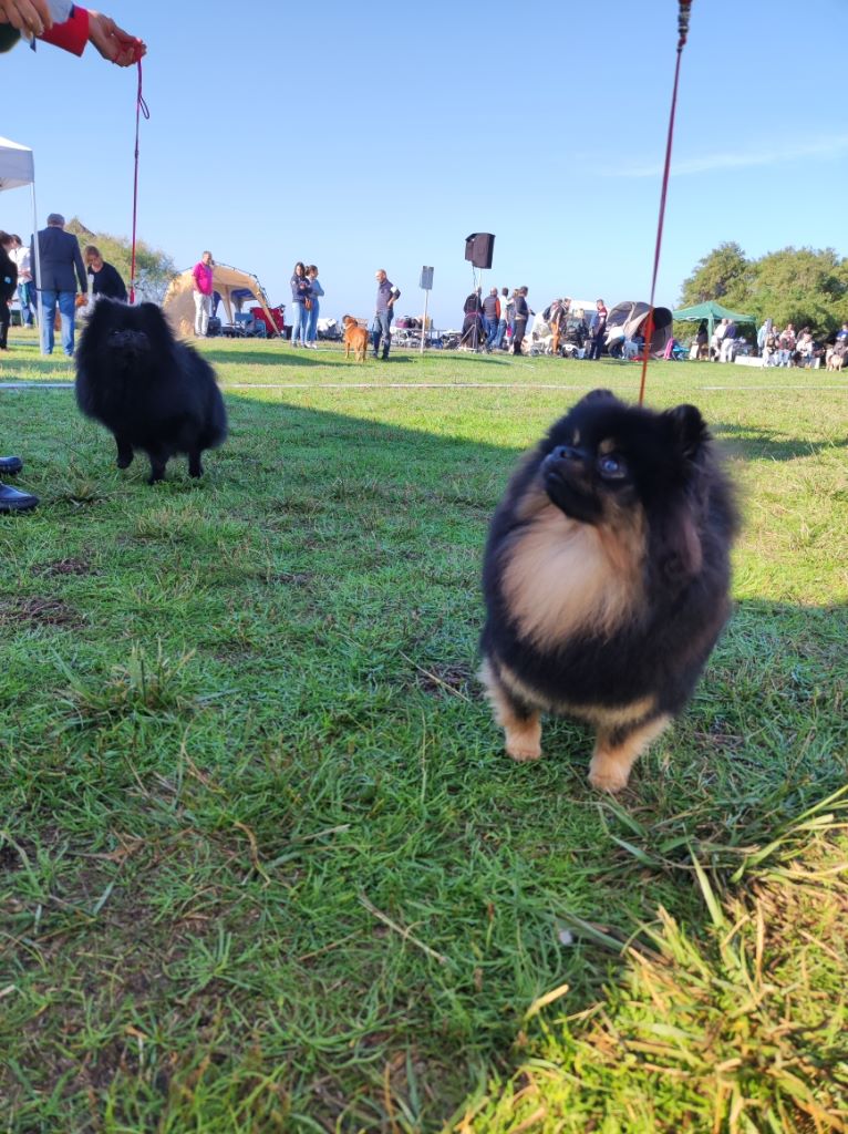 Pyrenees Pom's Rosalie petit biscuit - Classe jeune : 1ere excellent
