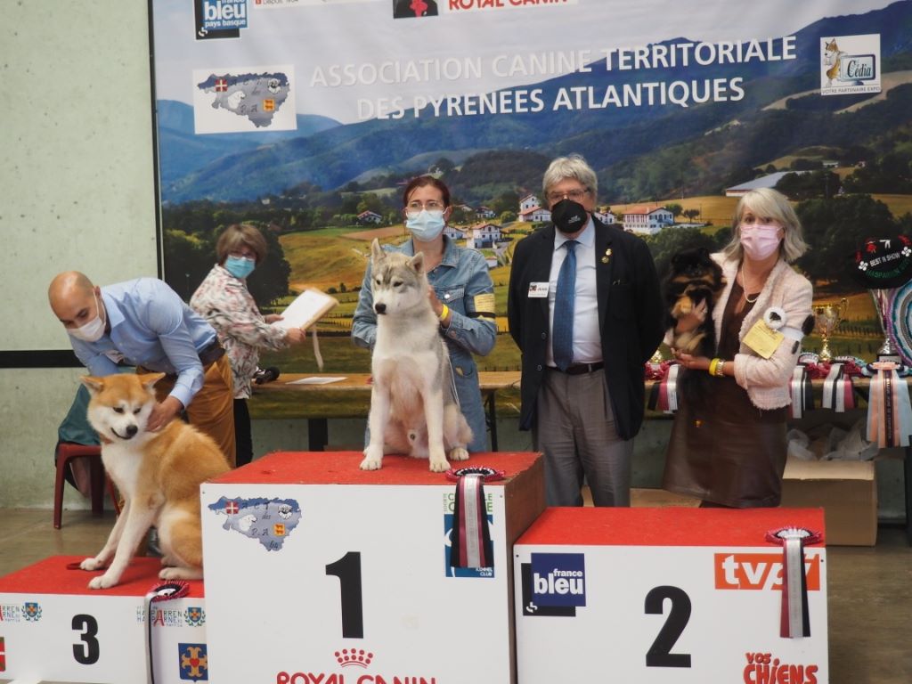 Pyrenees Pom's Rosalie petit biscuit - Classe jeune : 1ere excellent - BOBJ - BOGJ2