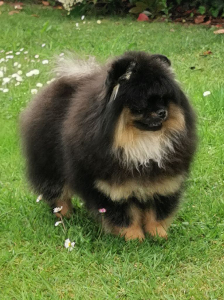 Pyrenees Pom's Rosalie petit biscuit - TRES PROMETTEUR 1