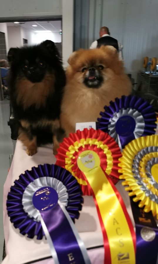 Pyrenees Pom's Rosalie petit biscuit - Classe jeune : 1ere excellent