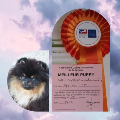 Pyrenees Pom's Rosalie petit biscuit - Très prometteur - Meilleur puppy