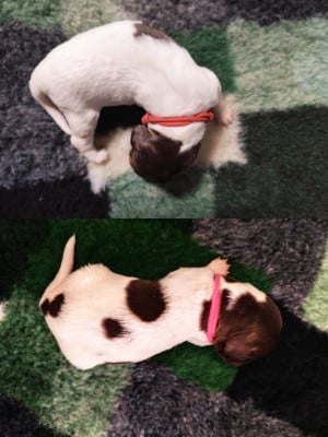Les chiots de Petit Epagneul de Münster