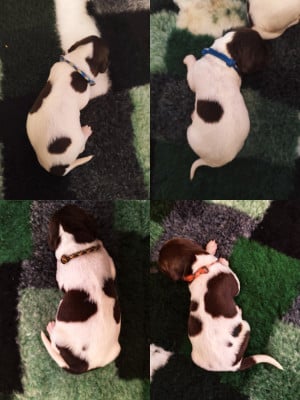 Les chiots de Petit Epagneul de Münster