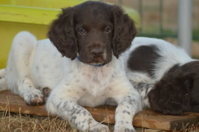 Les chiots de Petit Epagneul de Münster