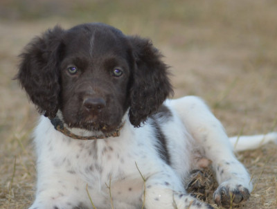 Les chiots de Petit Epagneul de Münster