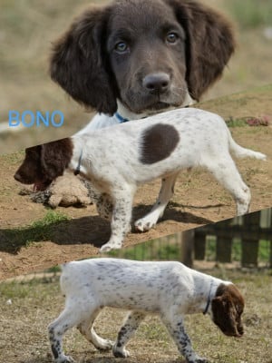 Les chiots de Petit Epagneul de Münster