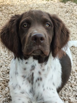 Les chiots de Petit Epagneul de Münster