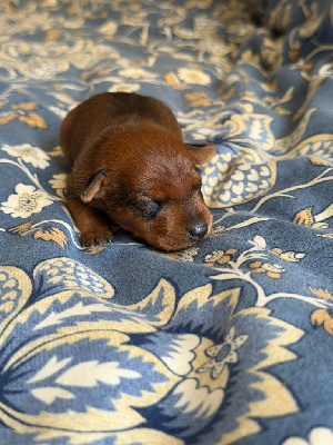 Azur - Pinscher nain