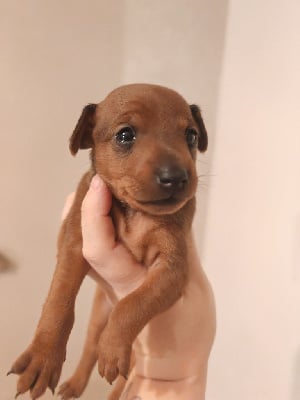 Les chiots de Pinscher nain