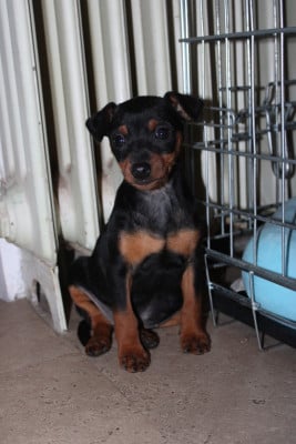 Les chiots de Pinscher nain