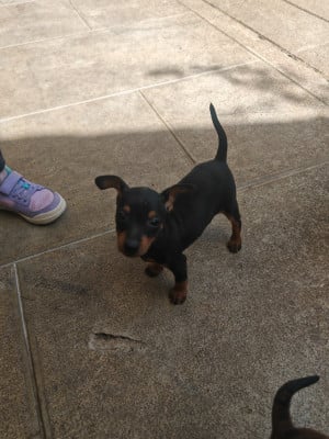 Les chiots de Pinscher nain