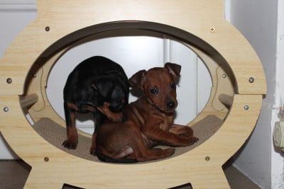 Les chiots de Pinscher nain