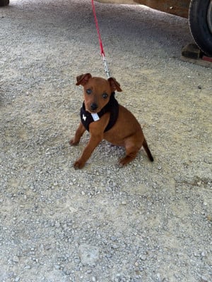 Les chiots de Pinscher nain