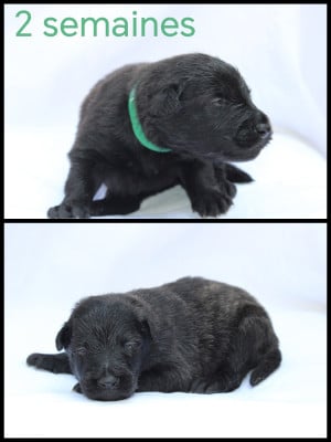 Les chiots de Berger hollandais