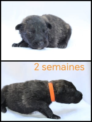 Les chiots de Berger hollandais