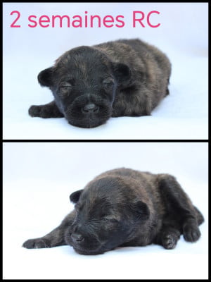 Les chiots de Berger hollandais