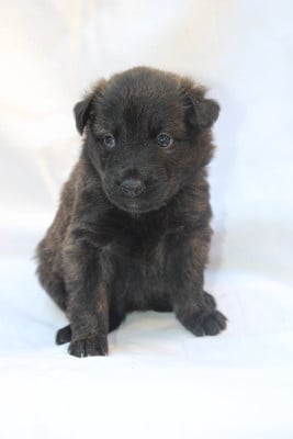 Les chiots de Berger hollandais