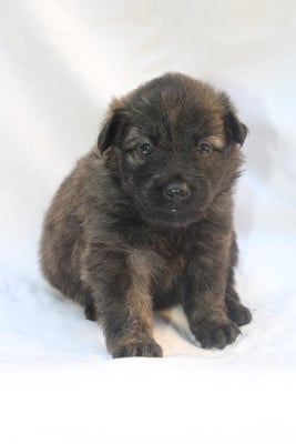 Les chiots de Berger hollandais