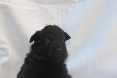 Les chiots de Berger hollandais