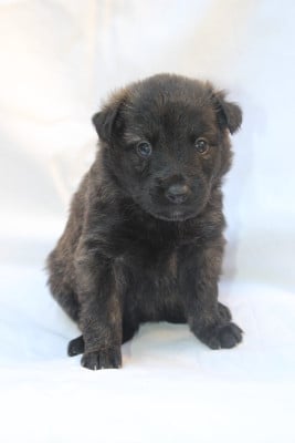 Les chiots de Berger hollandais