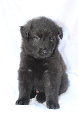 Les chiots de Berger hollandais