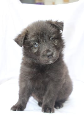 Les chiots de Berger hollandais
