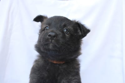 Les chiots de Berger hollandais