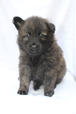 Les chiots de Berger hollandais