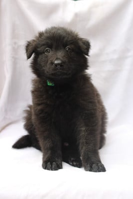 Les chiots de Berger hollandais