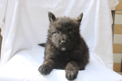 Les chiots de Berger hollandais