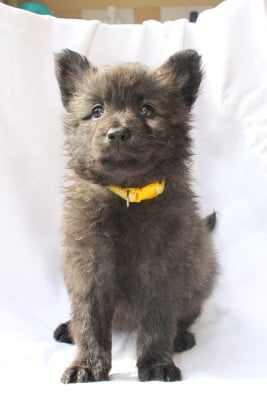 Les chiots de Berger hollandais