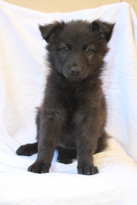 Les chiots de Berger hollandais