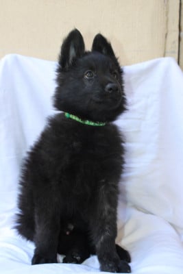 Les chiots de Berger hollandais