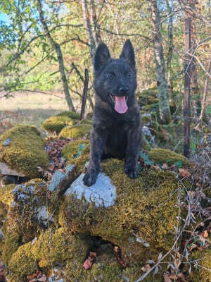 Les chiots de Berger hollandais