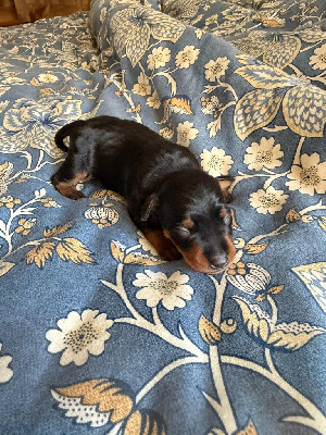 Les chiots de Pinscher nain