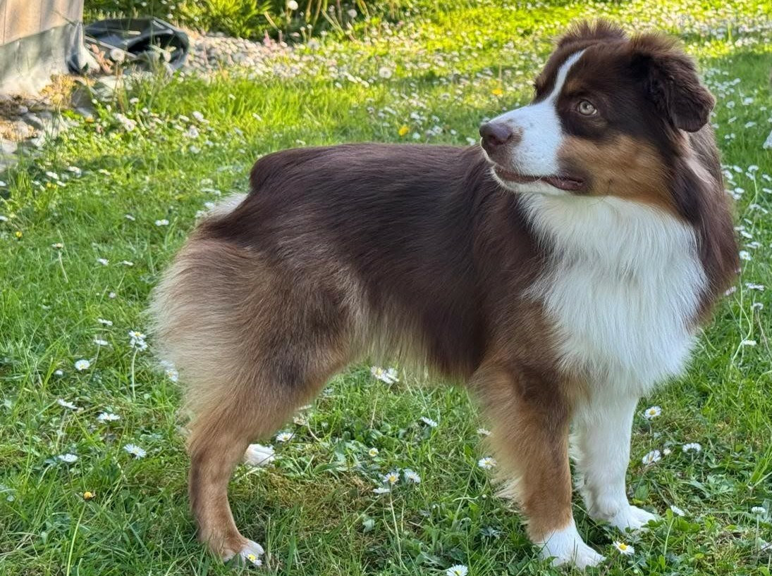 Adorable kimi Des Tres'or De La Lyre