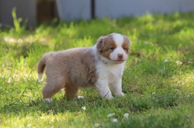 Les chiots de Berger Américain Miniature 