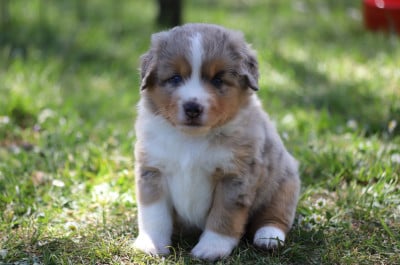 Les chiots de Berger Américain Miniature 
