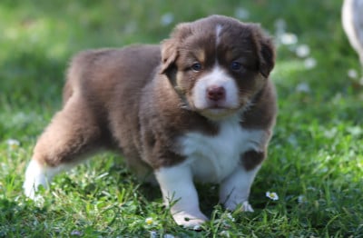 Les chiots de Berger Américain Miniature 