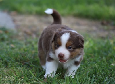 Les chiots de Berger Américain Miniature 