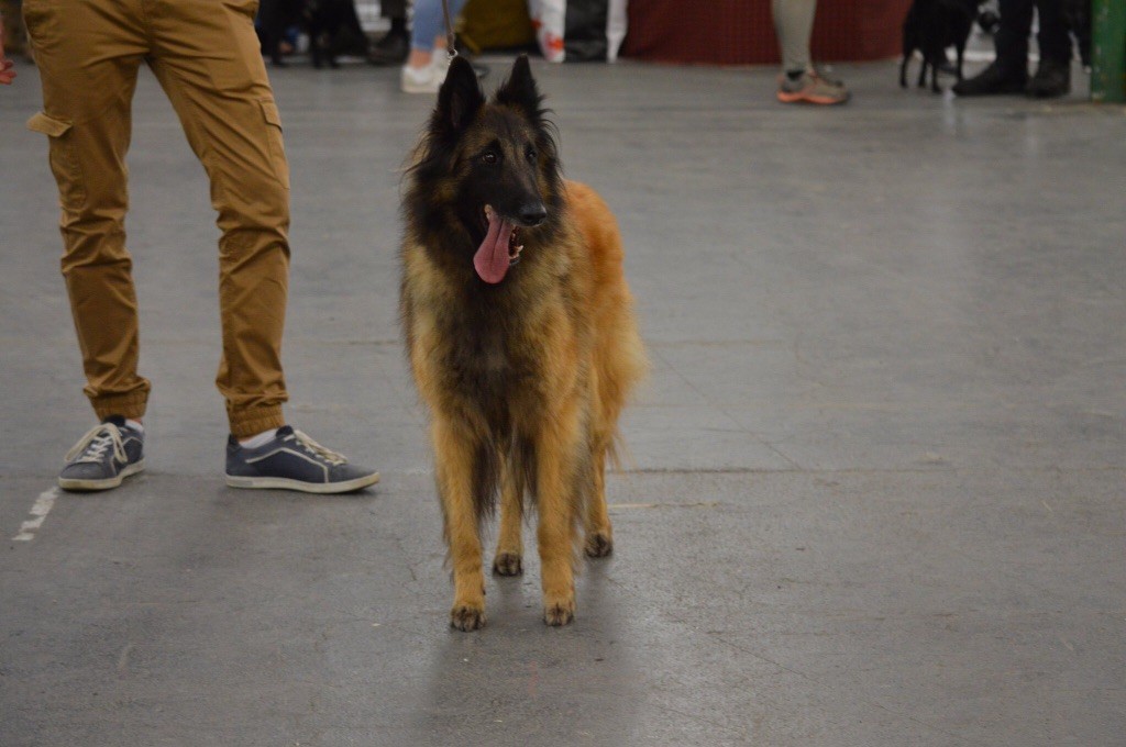 CH. S.r.l'ira loin Du Domaine De L'avenir - 1ère excellent classe travail, CACS et BOS