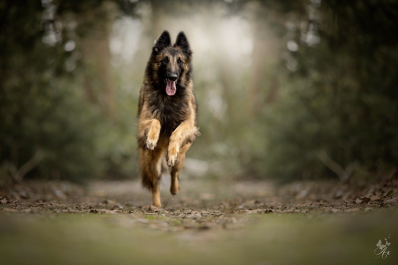 CH. S.r.l'ira loin Du Domaine De L'avenir - 1ère excellent en classe travail et RCAC