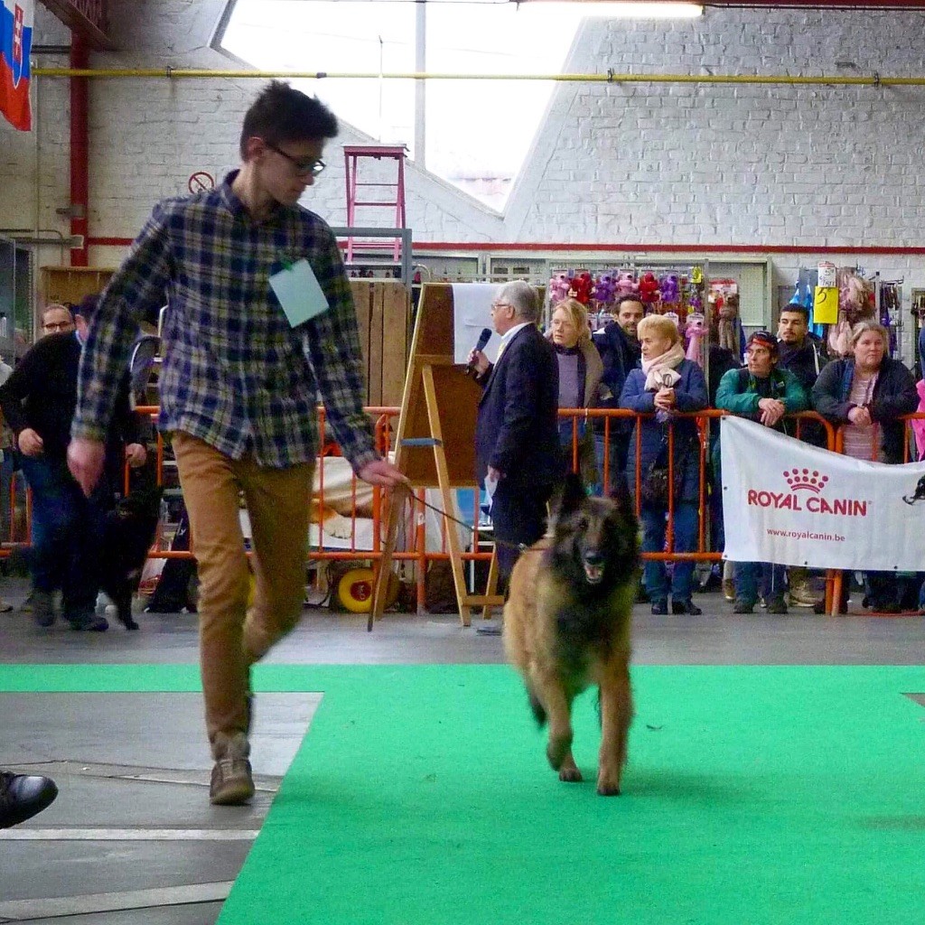 CH. S.r.l'ira loin Du Domaine De L'avenir - 1ère excellent, CAC, CACIB et BOB