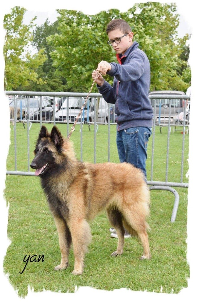 CH. S.r.l'ira loin Du Domaine De L'avenir - 1 Tres prometteur en classe puppy, meilleur puppy tervueren