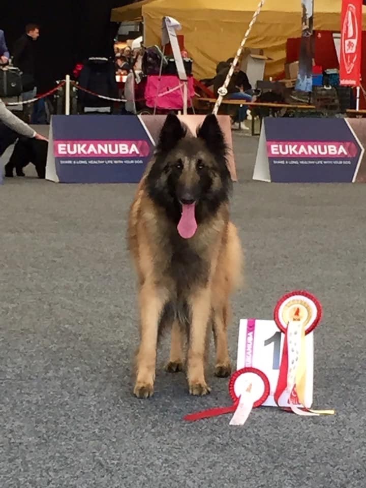 CH. S.r.l'ira loin Du Domaine De L'avenir - 1ère excellent, CAC, CACIB, BOB