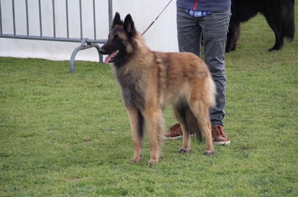 CH. S.r.l'ira loin Du Domaine De L'avenir - 3Ex en classe jeune